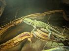 Zwergbartagagame pogona henrylawsoni ca. 2 Jahre alt